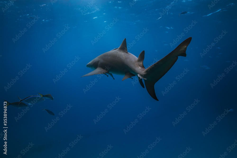 Fototapeta premium Lemon shark swimming in the Caribbean blue