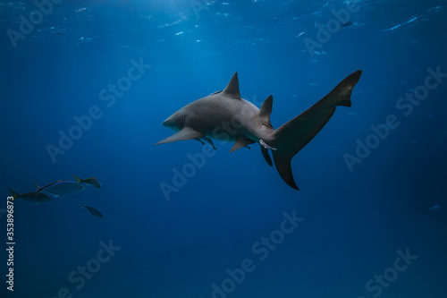 Lemon shark swimming in the Caribbean blue