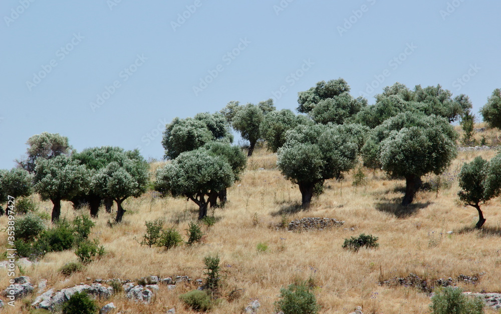 olive tree in the field