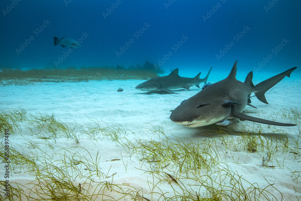 Fototapeta premium Sharks in their natural habitat