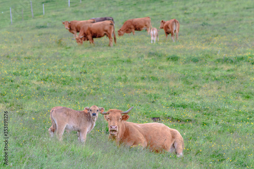 Herd of cows grazing in the mountains.