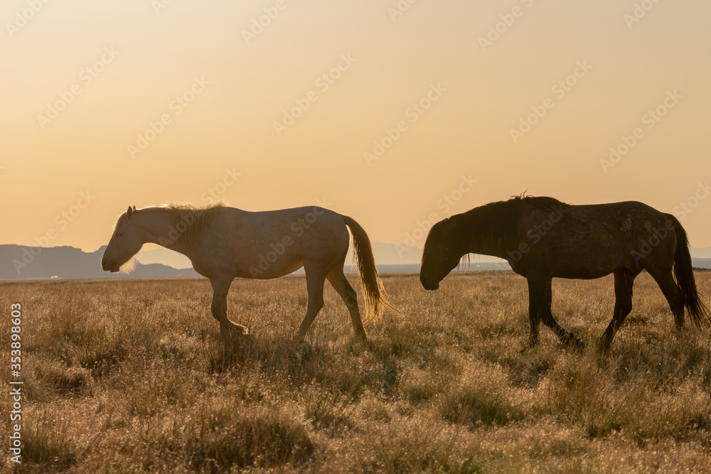 Wild Horses in the Utah Desert in Spring Wild Horses in the Utah Desert in Spring