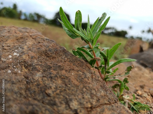 plant in the ground
