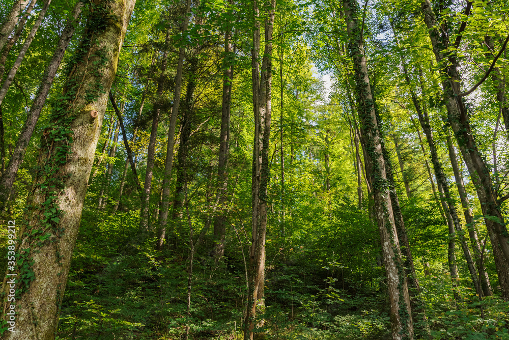 Fototapeta premium Deep green mountain forest in Europe