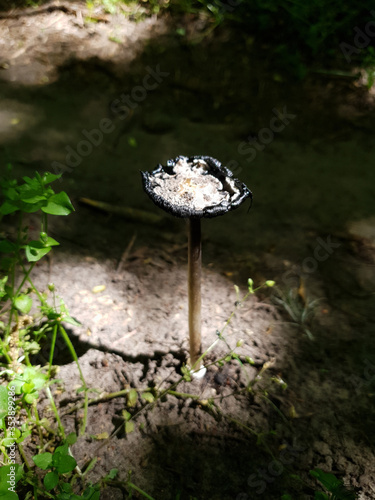 a poisonous mushroom grows in the forest