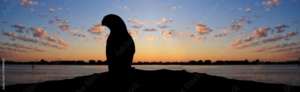 silhouette of a parrot on a sunset silhouette of a parrot on a sunset