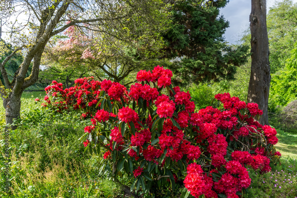 Red Spring Rhododendrons Red Spring Rhododendrons