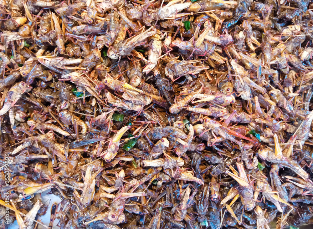 Fried insects, grasshoppers and larvae at street food market, Thailand.