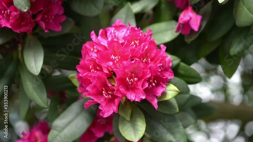 Macro close up of red alpine rose (rhododendron) flowers moving gently in a spring breeze in sunshine