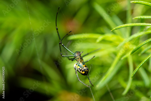 spider on a green leaf © Rani