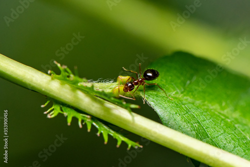 ant on leaf © Rani