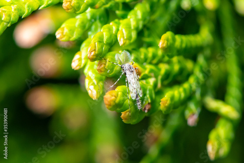 Moth on green plant