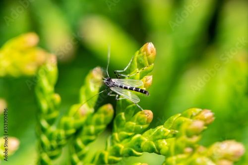 Flying insect on leaf