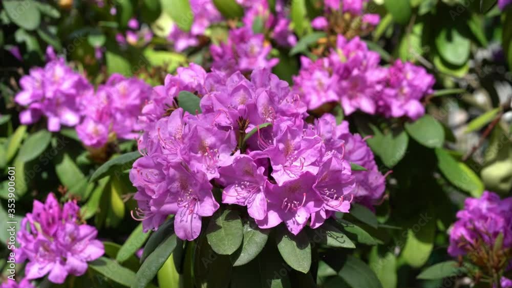 Macro close up of purple alpine rose (rhododendron) flowers moving gently in a spring breeze in sunshine Macro close up of purple alpine rose (rhododendron) flowers moving gently in a spring breeze in sunshine
