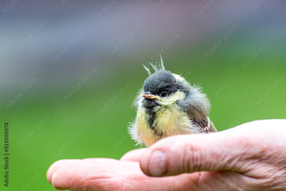 Young great tit (Parus major)