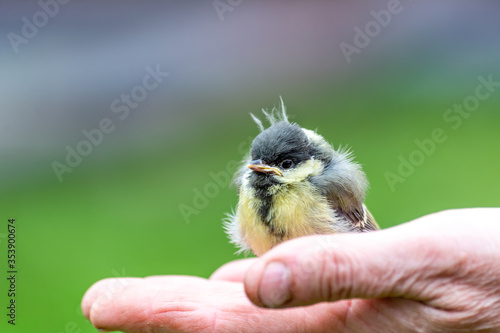 Young great tit (Parus major)