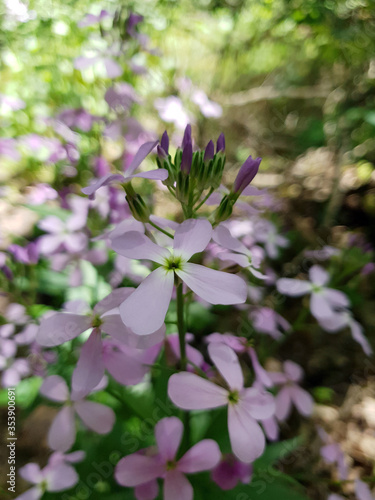 violet flowers grow in the forest