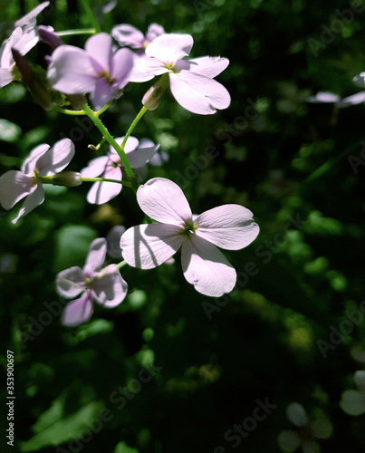 violet flowers grow in the forest