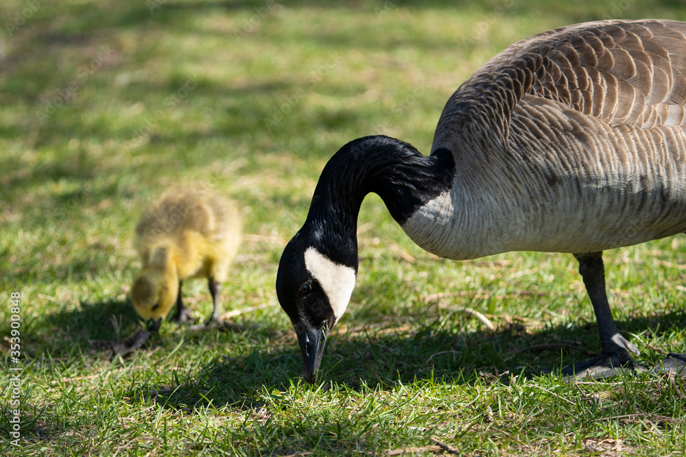 Adult Canada Goose and gosling eating in a park along the St. Lawrence River in Canada