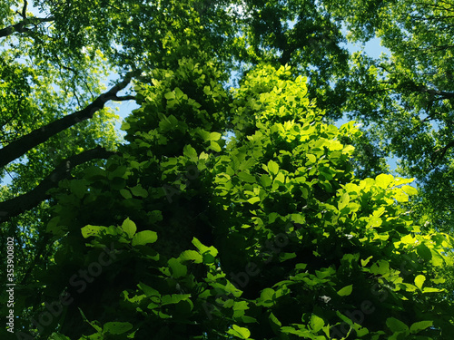 two trees are completely covered with leaves