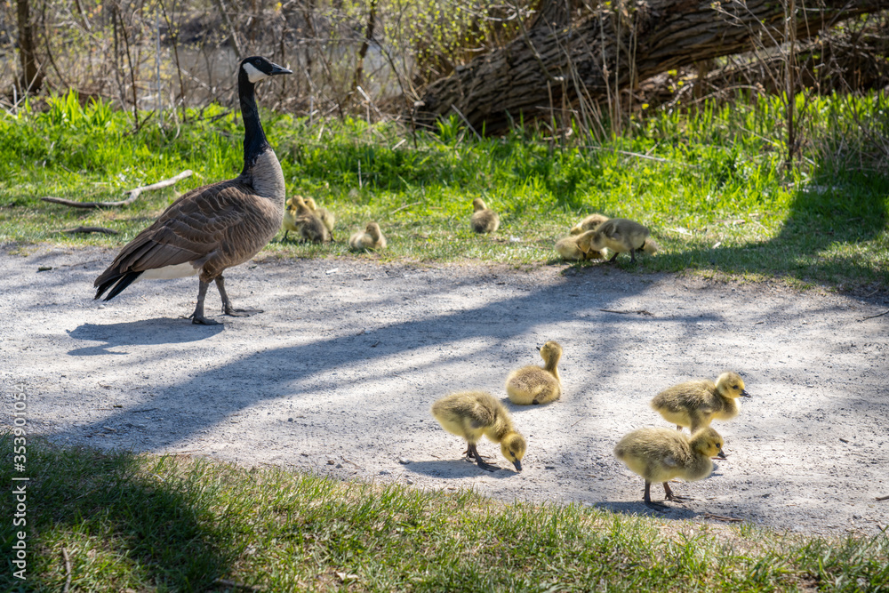 Adult Canada Goose and gosling eating in a park along the St. Lawrence River in Canada Adult Canada Goose and gosling eating in a park along the St. Lawrence River in Canada