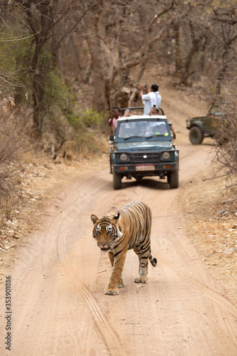 Canvas Print RANTHAMBORE, INDIA-APRIL 30: Tourist on Safari jeep watching tiger walking on th