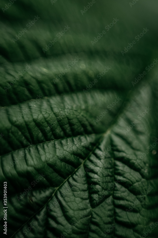 green leaf texture текстура Лист фон зеленый природа лето растение листва  дизайн Органические темный естественный кадр узор весна очистить свет яркий  трава джунгли тропические текстура многотон Stock Photo | Adobe Stock
