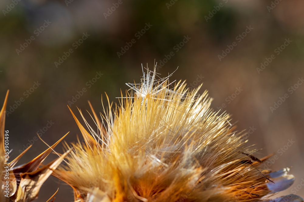 close-up of some dried thistle flowers at sunset close-up of some dried thistle flowers at sunset