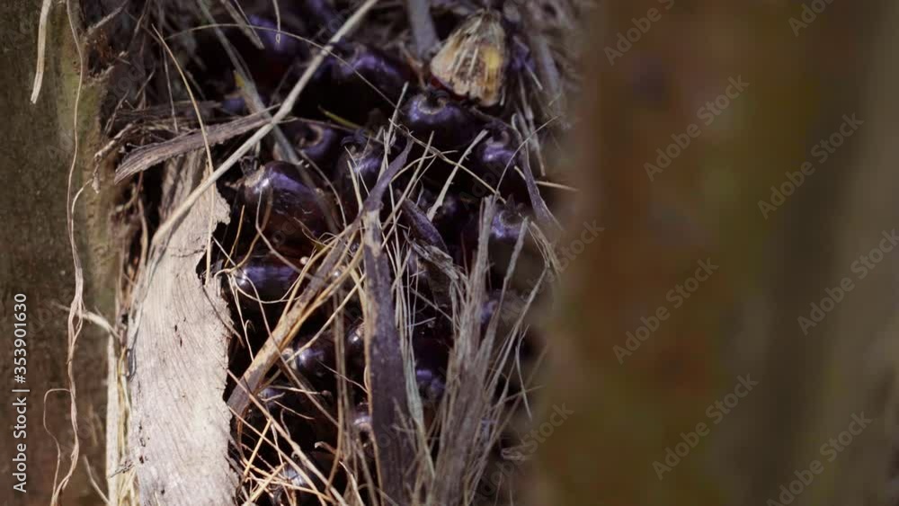 Close-up of a palm fruit at a plantation. Close-up of a palm fruit at a plantation.
