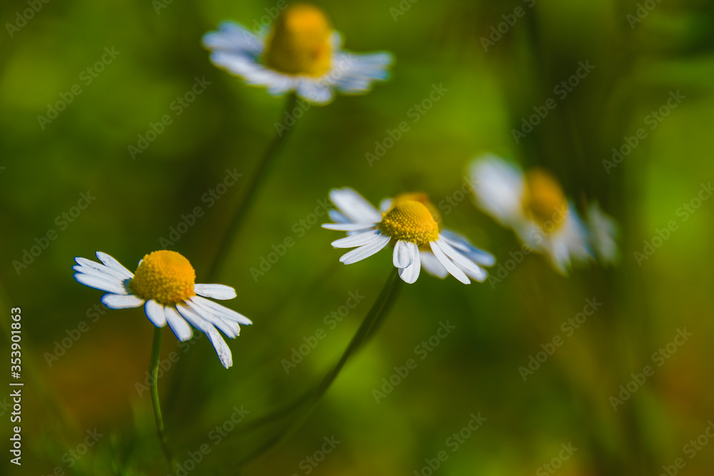 Lots of white chamomile flowers, meadow, nature, plant, closeup Lots of white chamomile flowers, meadow, nature, plant, closeup