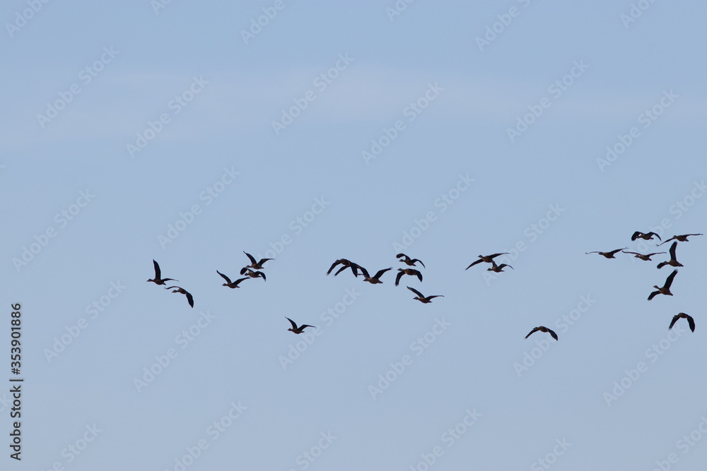 Group of birds with isolated sky