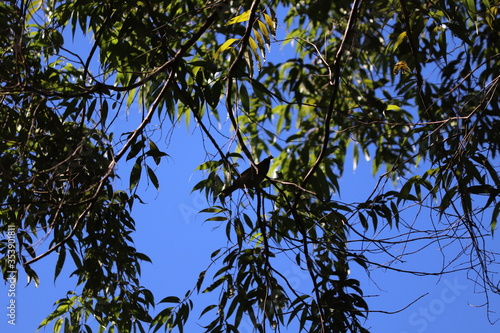 sky and tree
