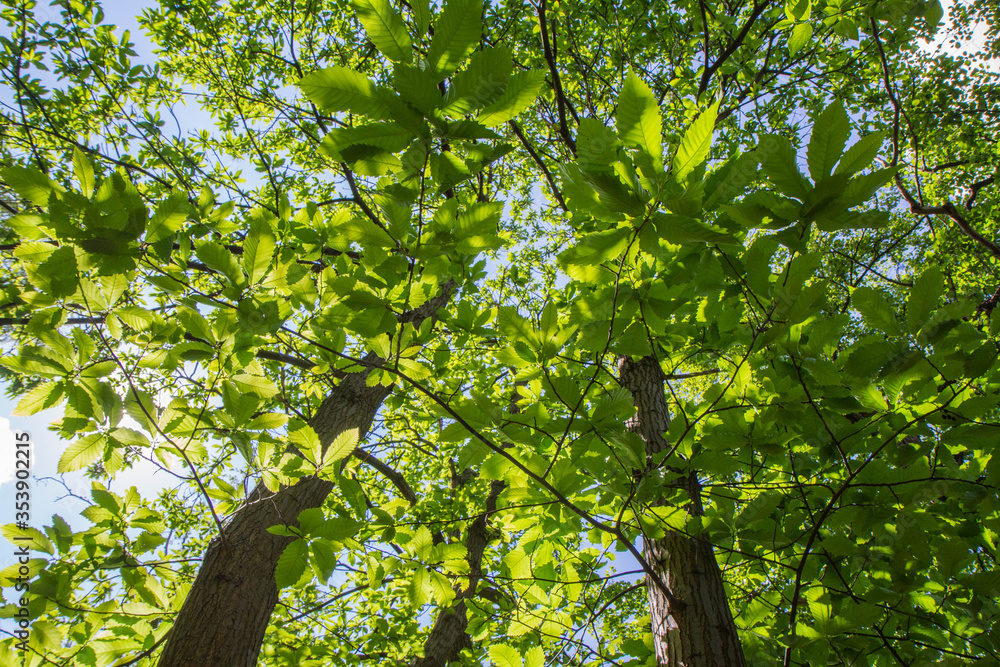 Obraz premium The Sweet chestnut (Castanea sativa) tree seen upwards