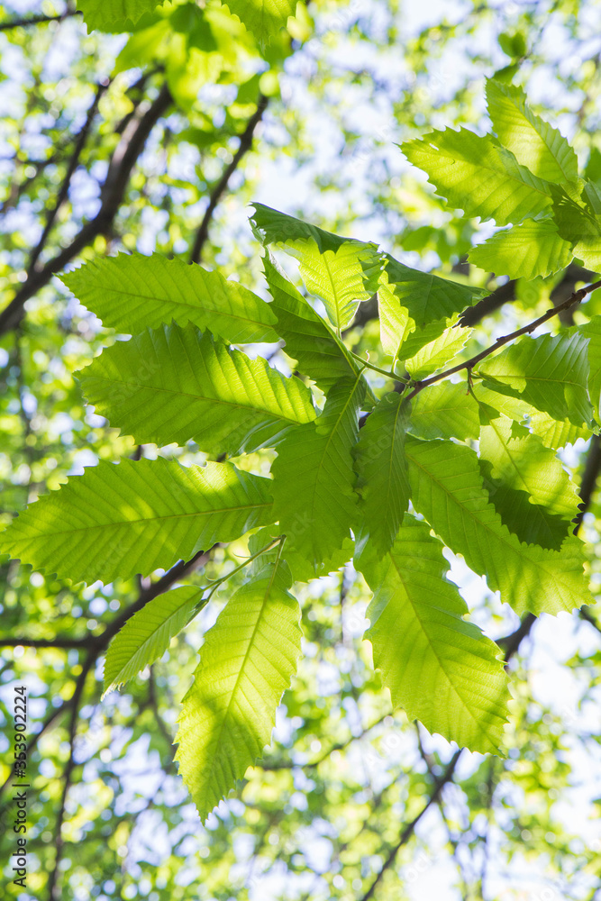 The Sweet chestnut (Castanea sativa) tree seen upwards
