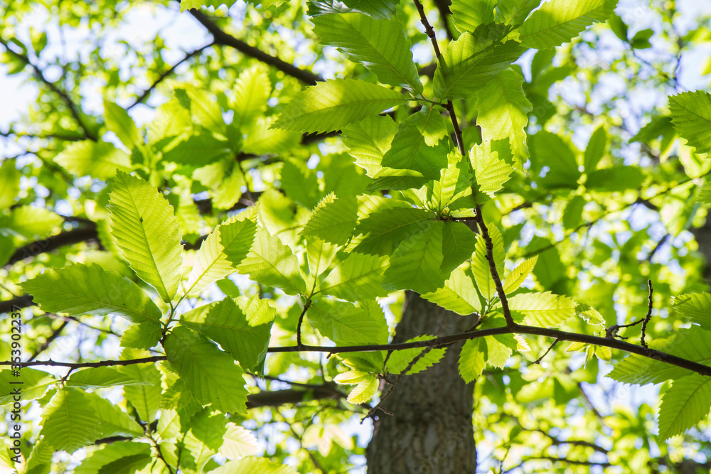 Obraz premium The Sweet chestnut (Castanea sativa) tree seen upwards