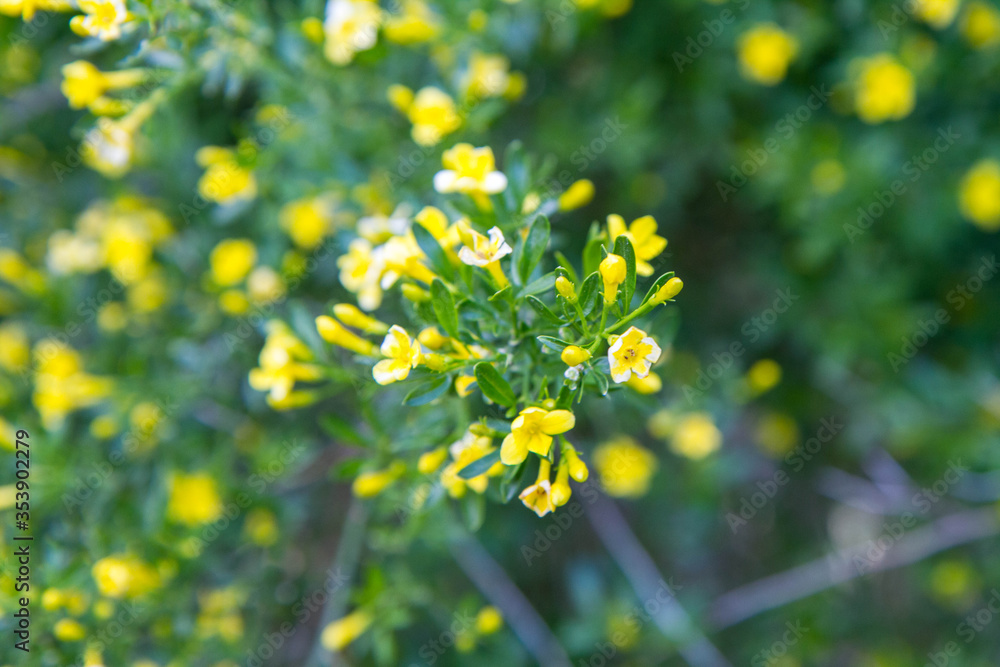 Jasminum beesianum plant blooming in close up Jasminum beesianum plant blooming in close up
