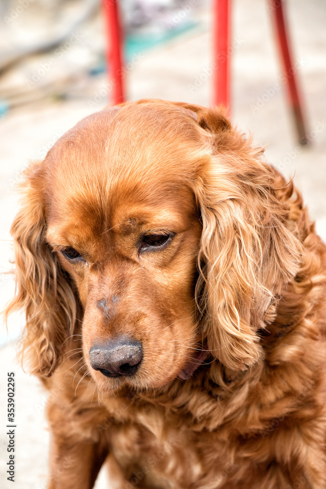 sad-eyed cocker spaniel. Stock Photo
sad-eyed cocker spaniel. Stock Photo