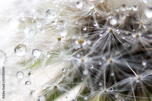Abstract macro photo, White dandelion with drops of water