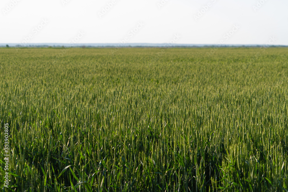 Agricultural field of green wheat 