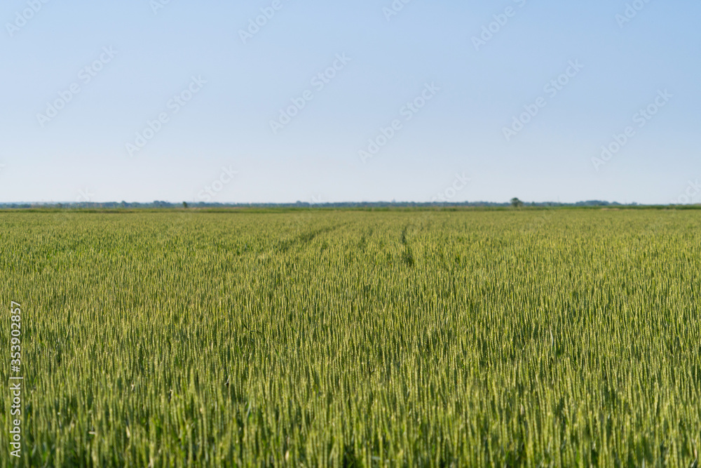 Agricultural field of green wheat 