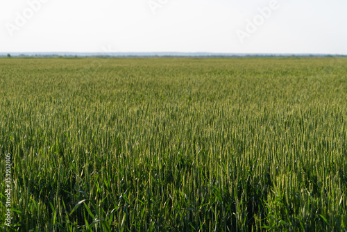 Agricultural field of green wheat 