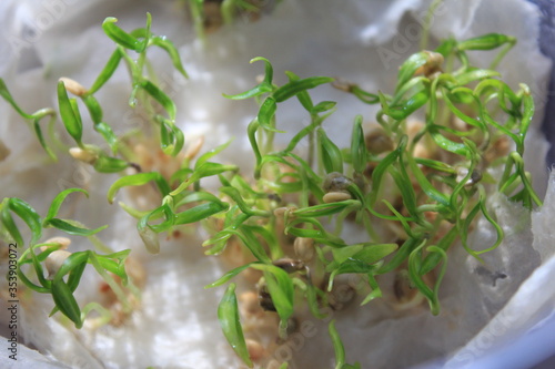 Seeding Paprika with tissue paper,The seedlings of paprika are growing with green leaves.After one week plants.Close up baby paprika seed.
