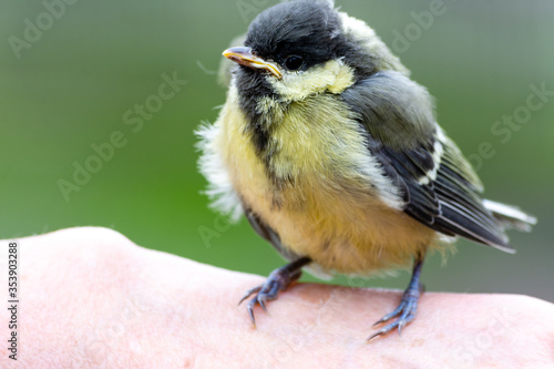 Young great tit (Parus major)