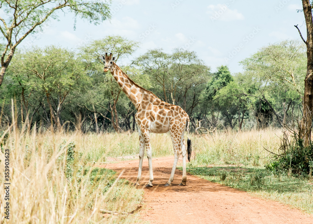 Obraz premium Single Giraffe in Uganda