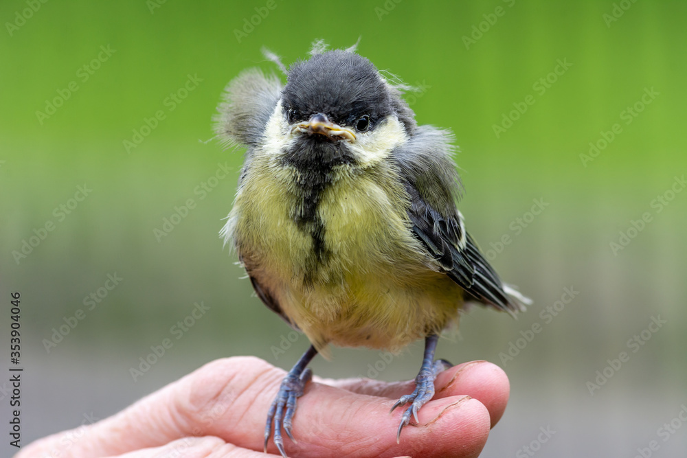 Young great tit (Parus major)