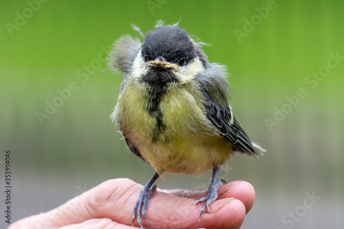 Obraz na płótnie Young great tit (Parus major) w salonie