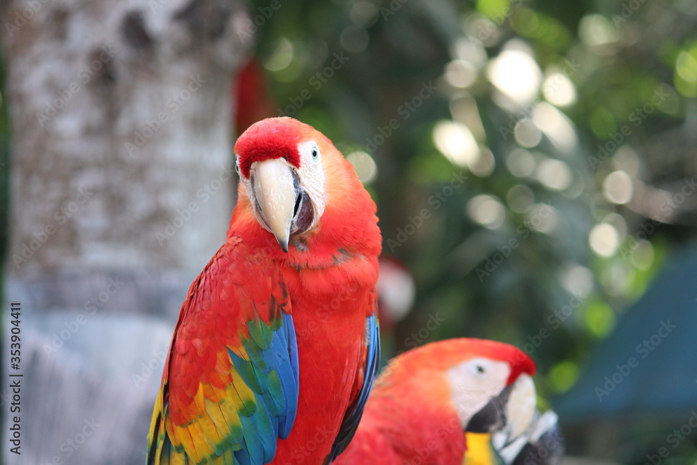 Obraz premium Red macaw parrot 