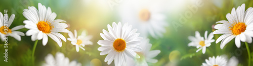 Beautiful chamomile flowers in meadow. Spring or summer nature scene with blooming daisy in sun flares.