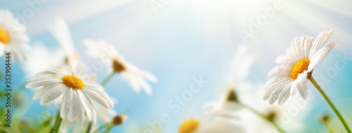Fotografia, Obraz Beautiful chamomile flowers in meadow