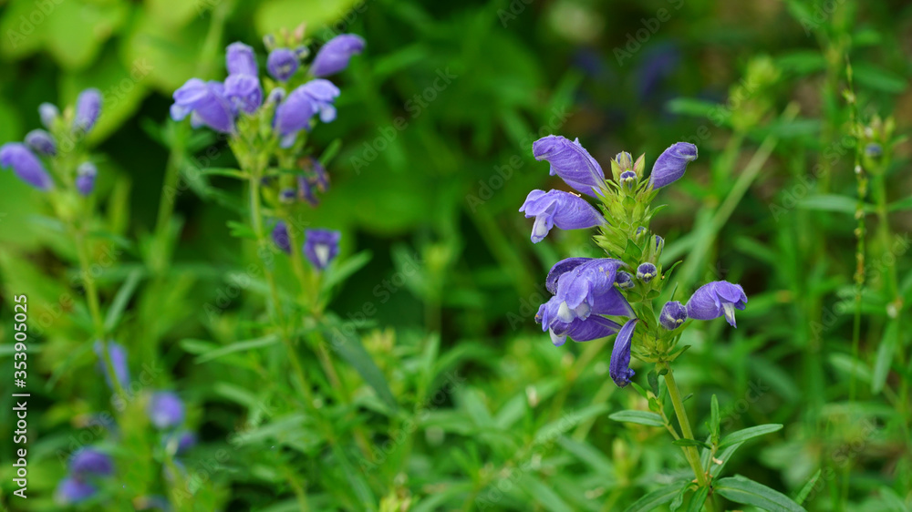 Blooming Dracocephalum argunense Fisch at the garden in late May.Korean local purple flower Blooming Dracocephalum argunense Fisch at the garden in late May.Korean local purple flower